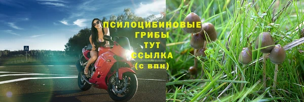 ГАЛЛЮЦИНОГЕННЫЕ ГРИБЫ Белокуриха